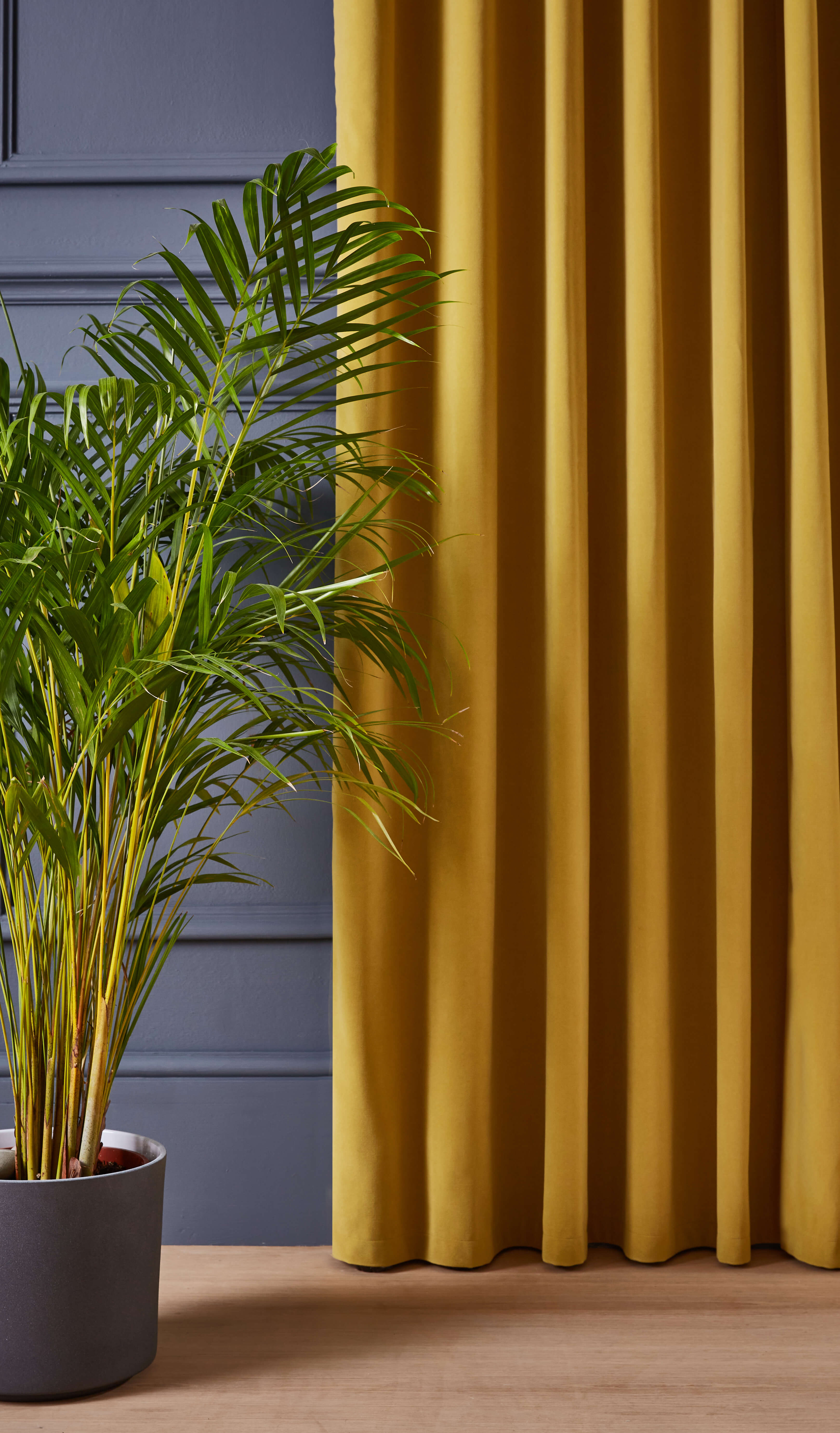 Regent Curtain Plant